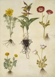 Vernal Adonis (vår-adonis); Cypripedium calceolus (stor fruesko); Asiatisk ranunkel (have-ranunkel); Smørblomst (art af ranunkel)