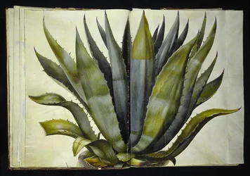 Agave americana (almindelig agave)