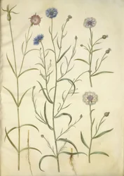 Agrostemma githago (almindelig klinte); Centaurea cyanus (kornblomst)