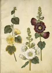 Alcea rosea (har-stokrose)