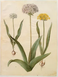 Allium moly (guld-løg); Allium nigrum (sort løg)