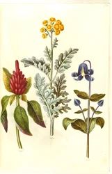 Blodig Amaranthus (rød amarant); Jacobea maritima (gråblad); Clematis integrifolia (blå staudeklematis)