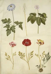 Anemone apennina (appenniner-anemone); Tiarella cordifolia (almindelig skumblomst); Anemone trifolia (trilling-anemone); Ranunculus asiaticus (have-ranunkel)