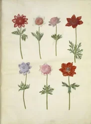 Anemone coronaria (fransk anemone)