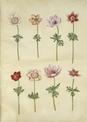 Anemone coronaria (fransk anemone)