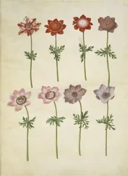 Anemone coronaria (fransk anemone)