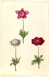Anemone coronaria (fransk anemone)