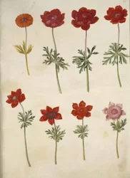 Anemone ×fulgens (skinnende anemone); Anemone coronaria (fransk anemone)
