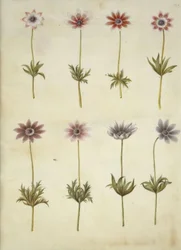 Anemone pavonina (påfugle-anemone)