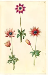 Anemone pavonina (påfugle-anemone)
