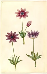 Anemone pavonina (påfugle-anemone)