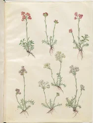 Antennaria dioica (almindelig kattefod)