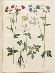 Aquilegia vulgaris (almindelig akeleje)