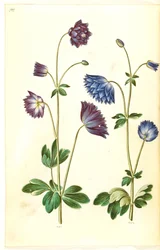Aquilegia vulgaris (almindelig akeleje)