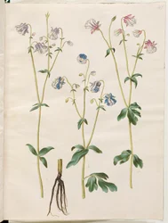 Aquilegia vulgaris (almindelig akeleje)