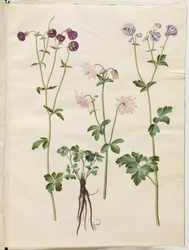 Aquilegia vulgaris (almindelig akeleje)