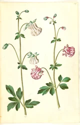 Aquilegia vulgaris (almindelig akeleje)