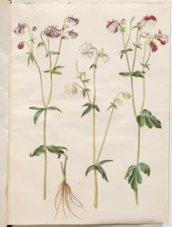 Aquilegia vulgaris (almindelig akeleje)