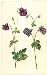 Aquilegia vulgaris (almindelig akeleje)