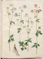 Aquilegia vulgaris (almindelig akeleje)