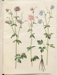 Aquilegia vulgaris (almindelig akeleje)