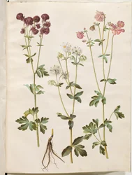 Aquilegia vulgaris (almindelig akeleje)