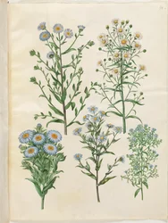 Aster amellus (jomfru-asters); Symphyotrichum novi-Belgii (nybelgiske asters); New-England Symphyotrichum (nyengelsk asters); Symphyotrichum dumosum (pude-asters); Symphyotrichum ericoides (lyng-asters)