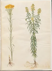 Aster linosyris (guldhår-asters); Linaria vulgaris (almindelig torskemund)