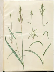 Bromus byg (blød hejre); Phalaris arundinacea