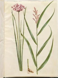 Butomus umbellatus (brudelys); Phragmites australis (almindelig tagrør)