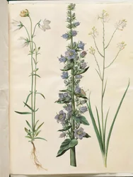 Campanula persicifolia (smalbladet kloke); Pyramideklokke (pyramide-klokke); Anthericum ramosum (grenet edderkopurt)