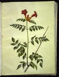 Campsis radicans (almindelig trompetblomst)