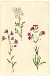 Cardamine pratensis (engkarse); Campanula rotundifolia (?) (lidende klokke); Silene vulgaris (?) (blære møl)