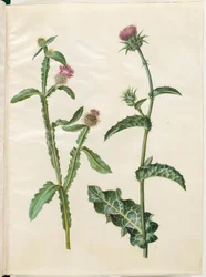 Centaurea seridis; Silybum marianum (almindelig marietidsel)