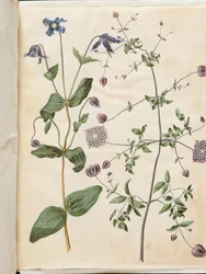 Clematis integrifolia (blå staudeklematis); Clematis viticella (italiensk skovranke)