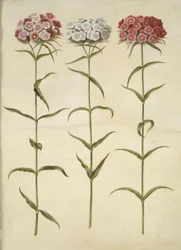 Dianthus barbatus (studenter-nellike)