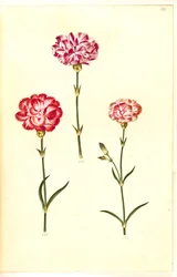 Dianthus caryophyllus (have-nellike)