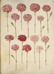 Dianthus caryophyllus (have-nellike)