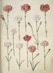 Dianthus caryophyllus (have-nellike)