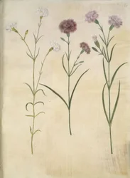 Dianthus plumarius (fjer-nellike)