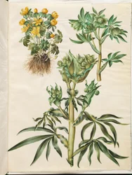 Eranthis vinter (har været); Grøn Helleborus (grøn nyserod); Helleborus stinkus (stinkende nyserod)