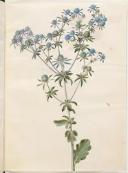 Flad eryngium (have-mandstro)