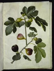 Ficus carica (almindelig figen)