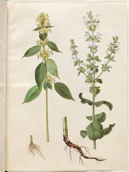 Galeopsis speciosa (hamp-hanekro); Salvia sclarea (broget salvie)