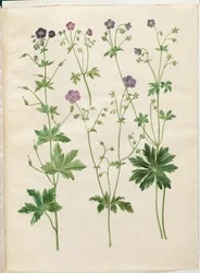 Geranium phaeum (bølgekronet storkenæb); Geranium sylvaticum (skov-storkenæb)