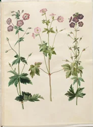 Geranium phaeum (bølgekronet storkenæb); Geranium versicolor (net-storkenæb)