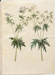 Geranium pratense (eng-storkenæb)