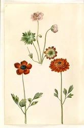 Geranium sanguineum striatum (stribet storkenæb); Ranunculus asiatica (har-ranunkel)