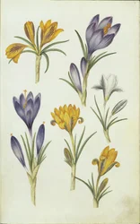 Tysk: Krokusse