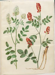 Hedysarum coronarium (rød hanekløver)